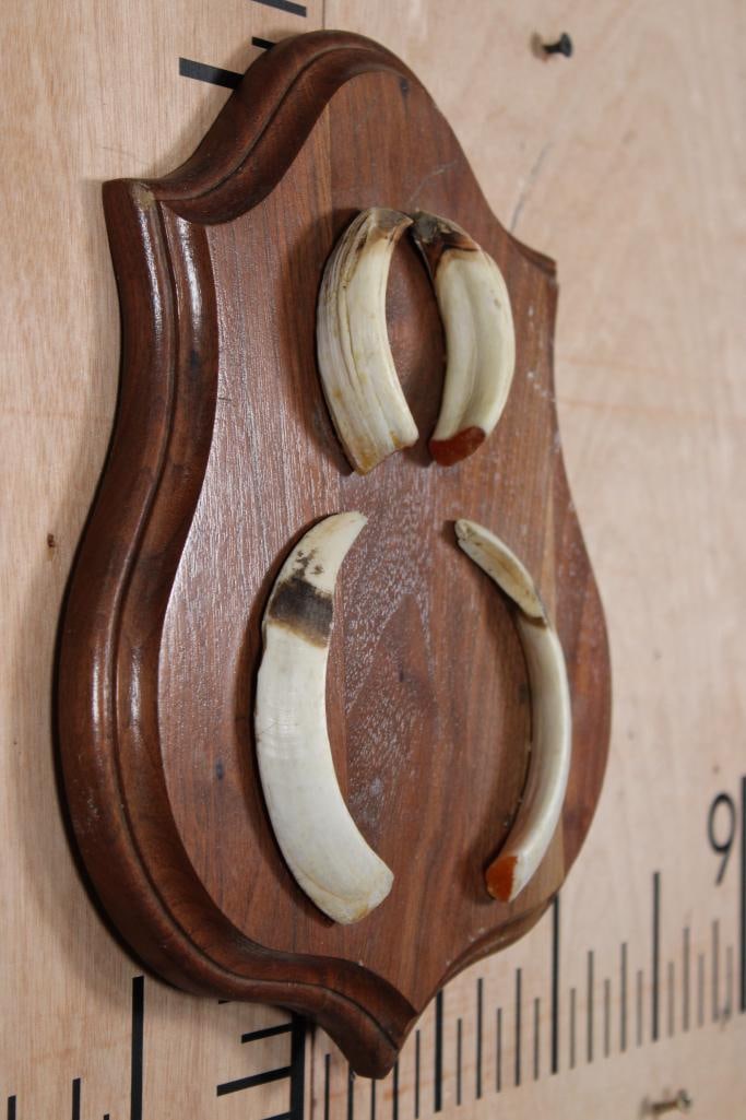 WILD PIG or BOAR Tusk Set "Captain Cookers" Taken in New Zealand - 3