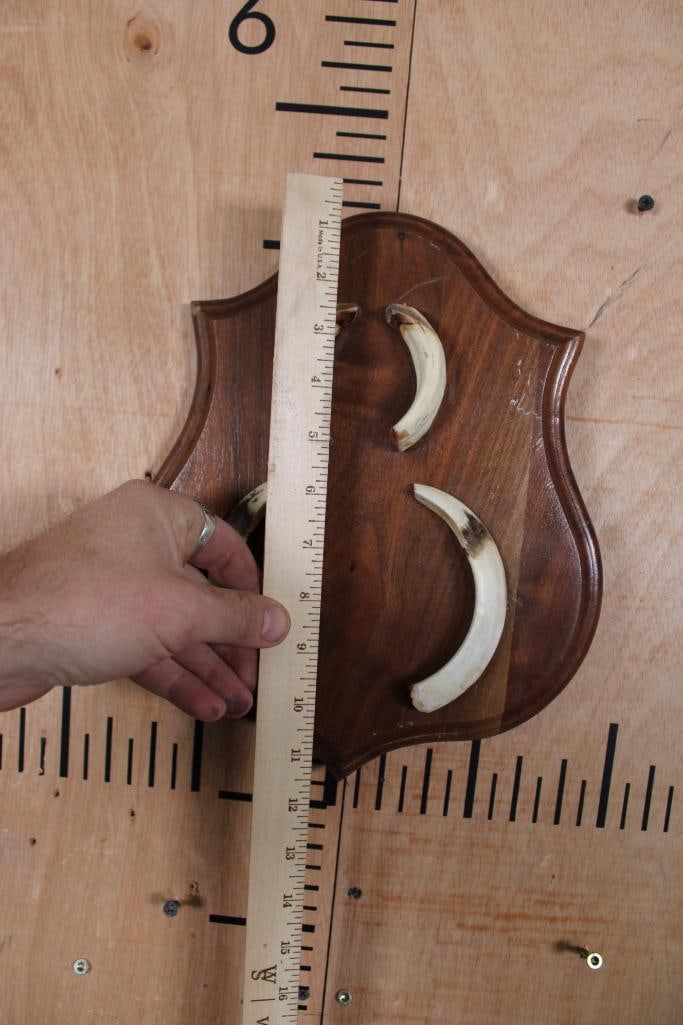 WILD PIG or BOAR Tusk Set "Captain Cookers" Taken in New Zealand - 4