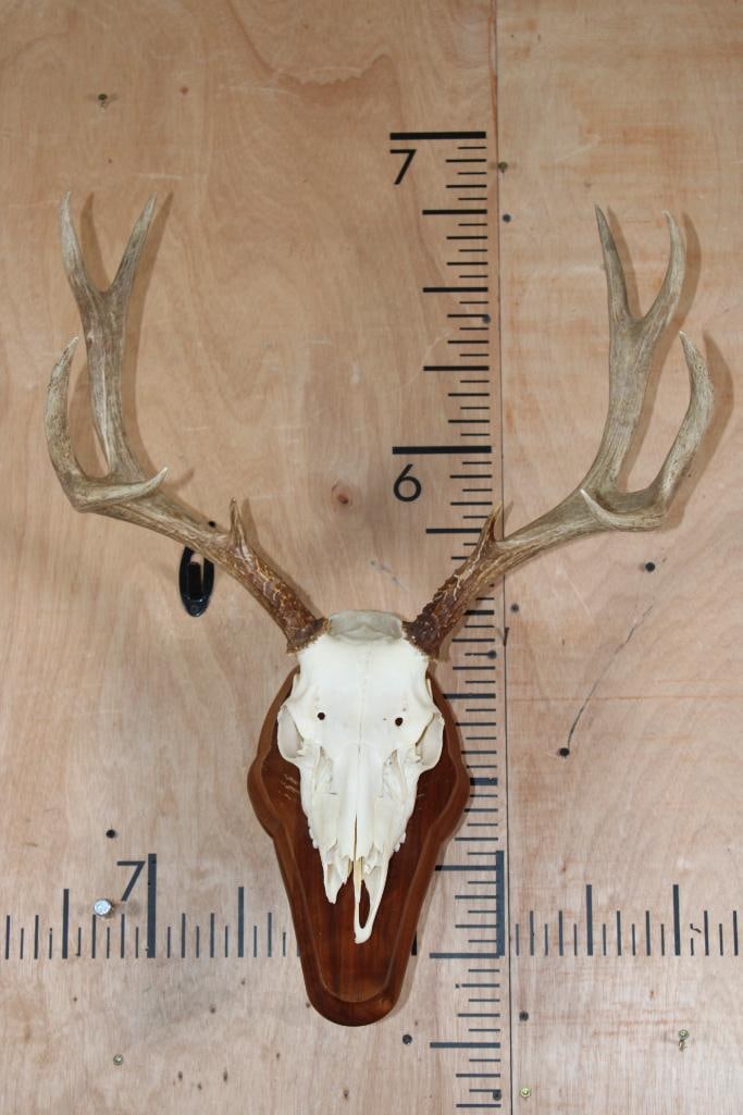 10-Point MULE DEER Skull on a Wooden Wall Plaque Pedestal: Nice 10-Point MULE DEER Skull with All its Teeth and a 19 7/8" Spread. It is mounted on a Wood Wall Plaque Pedestal. TAXIDERMY SKULLS 
