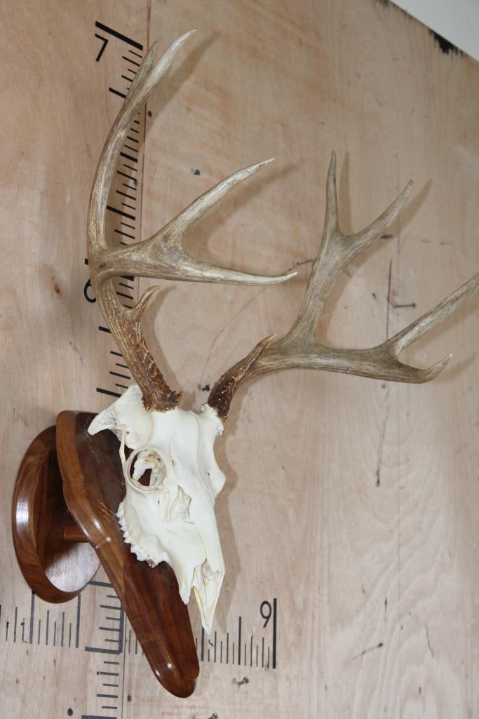 10-Point MULE DEER Skull on a Wooden Wall Plaque Pedestal - 2