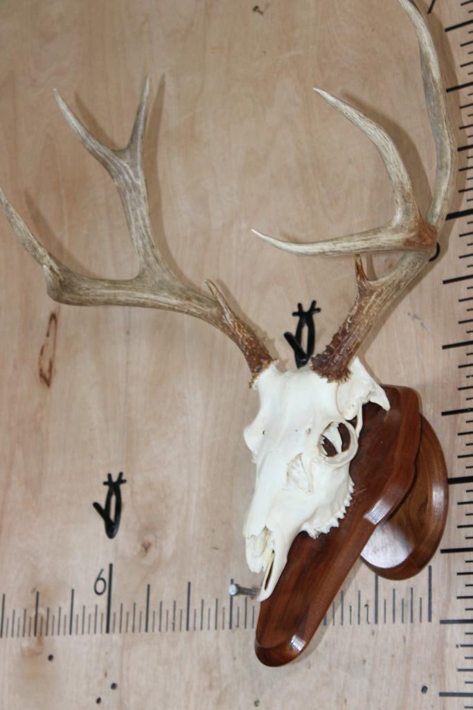 10-Point MULE DEER Skull on a Wooden Wall Plaque Pedestal - 3