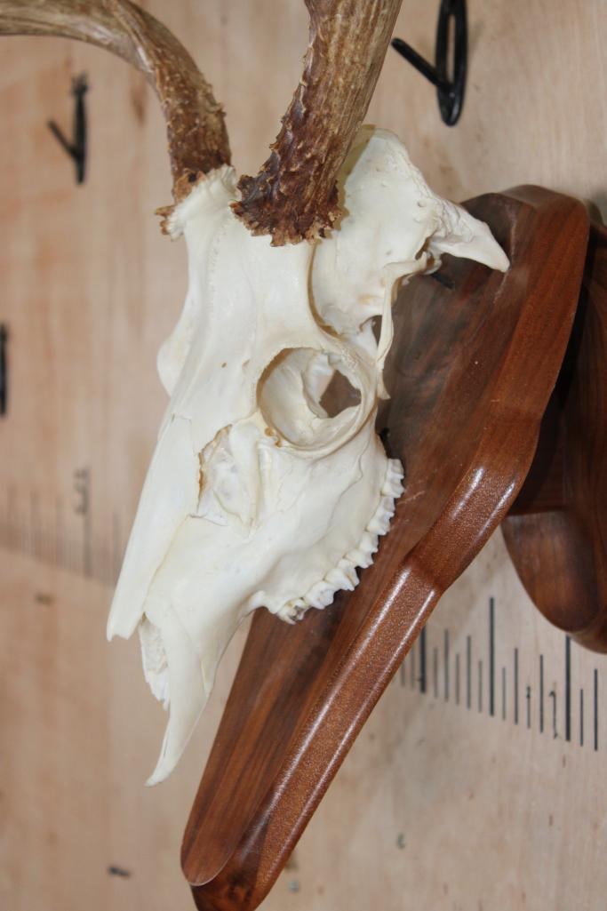 10-Point MULE DEER Skull on a Wooden Wall Plaque Pedestal - 4
