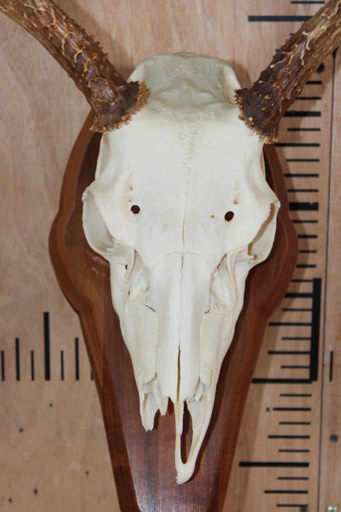 10-Point MULE DEER Skull on a Wooden Wall Plaque Pedestal - 5