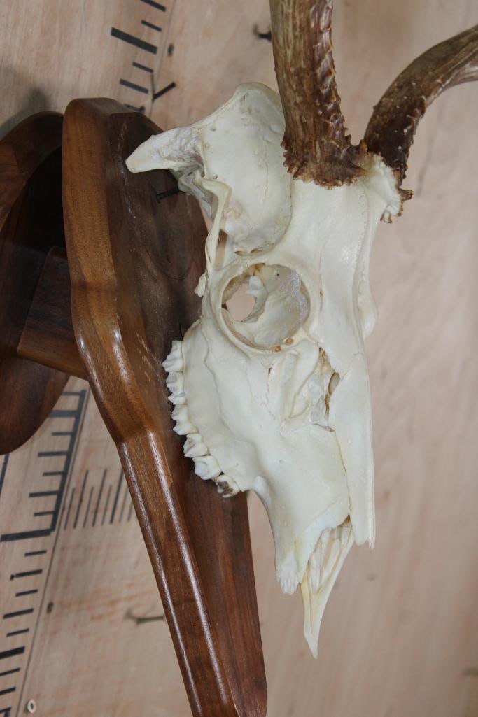 10-Point MULE DEER Skull on a Wooden Wall Plaque Pedestal - 6