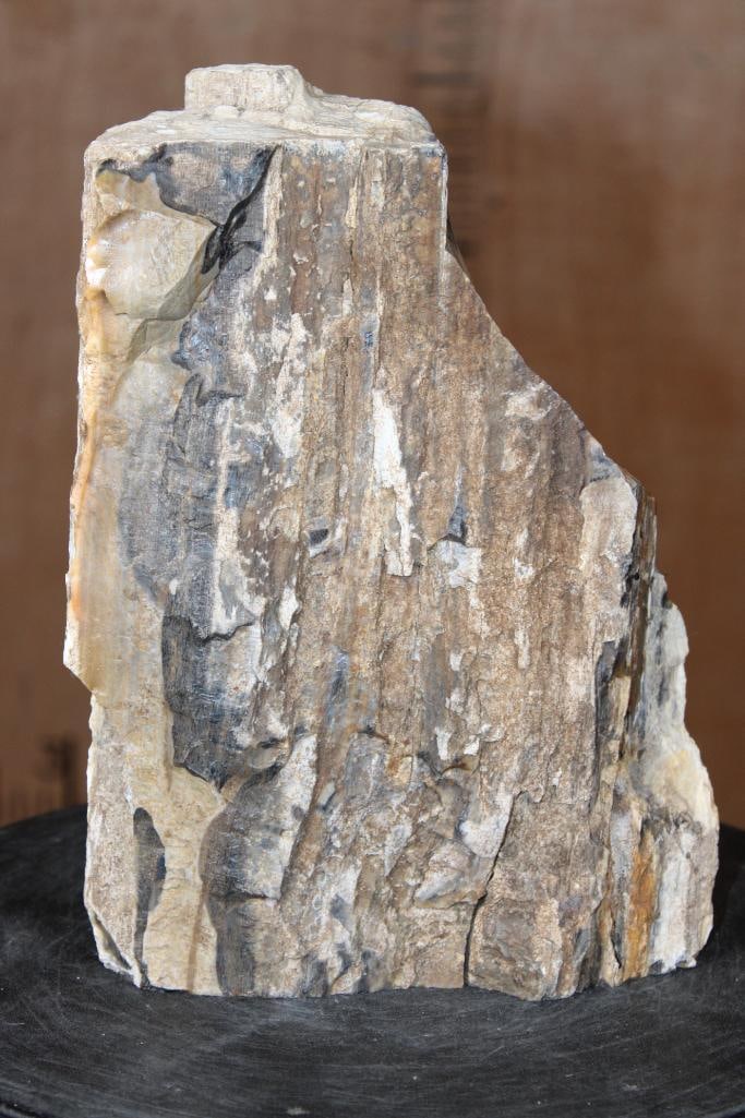 Petrified Wood Log Specimen, Weight: 9 lbs: Awesome Petrified Wood Log Specimen. It has a beautiful section on the side that is colorful and smooth. It measures 10.5" Tall x 7.5" Wide x 3.25" Thick and the Total Weight is 9.35 lbs. Petrified