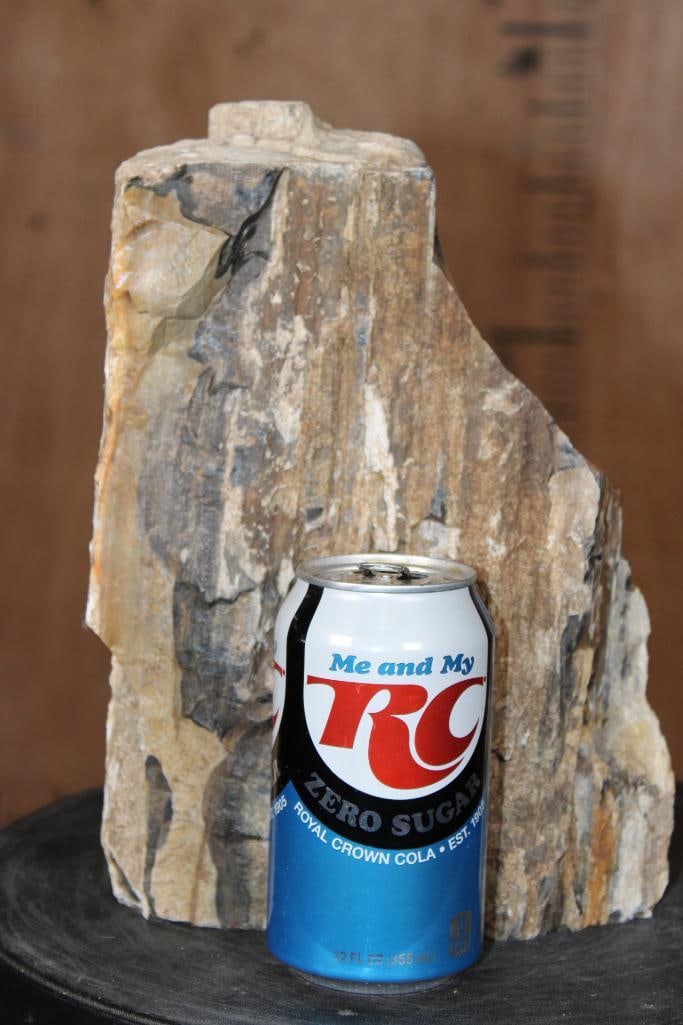 Petrified Wood Log Specimen, Weight: 9 lbs - 2
