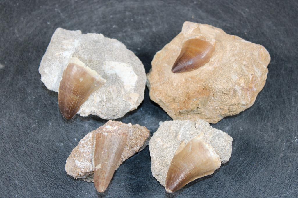 (4) Big MOSASAUR TEETH in their own Rock Matrix: 4 Big MOSASAUR TEETH in their own Rock Matrix. The Total Weight for all is 1 lb. Mosasaur teeth fossils are found in Morocco and North American. Their shapes vary from sharp and conical for grasping