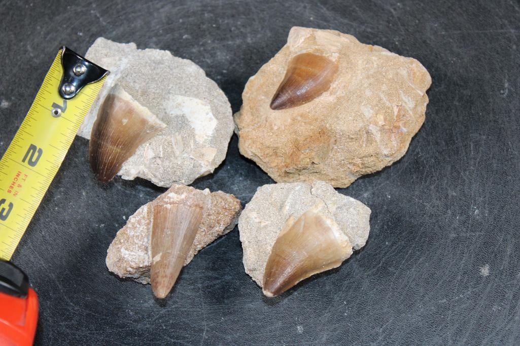 (4) Big MOSASAUR TEETH in their own Rock Matrix - 2