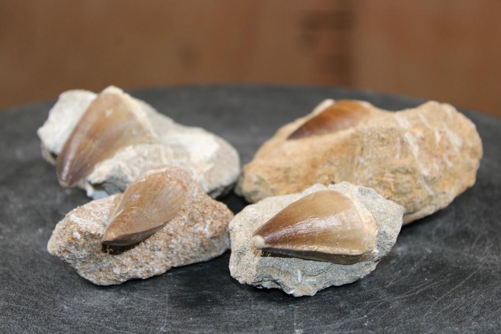(4) Big MOSASAUR TEETH in their own Rock Matrix - 3