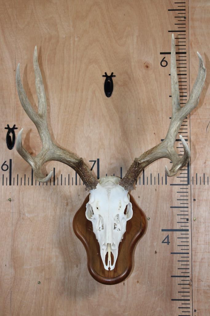 10-Point MULE DEER Skull on a Wood Wall Pedestal: Very Nice 10-Point MULE DEER Skull mounted on a Wood Wall Pedestal. It has a Heavy Rack, 21" Spread, and All its Teeth. TAXIDERMY 