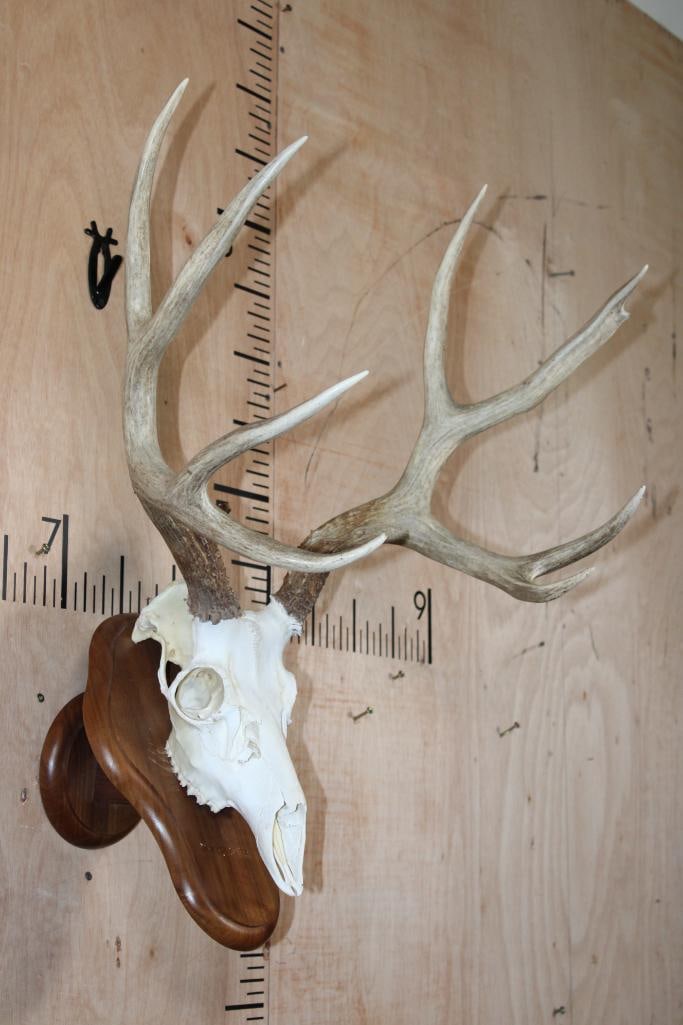 10-Point MULE DEER Skull on a Wood Wall Pedestal - 2
