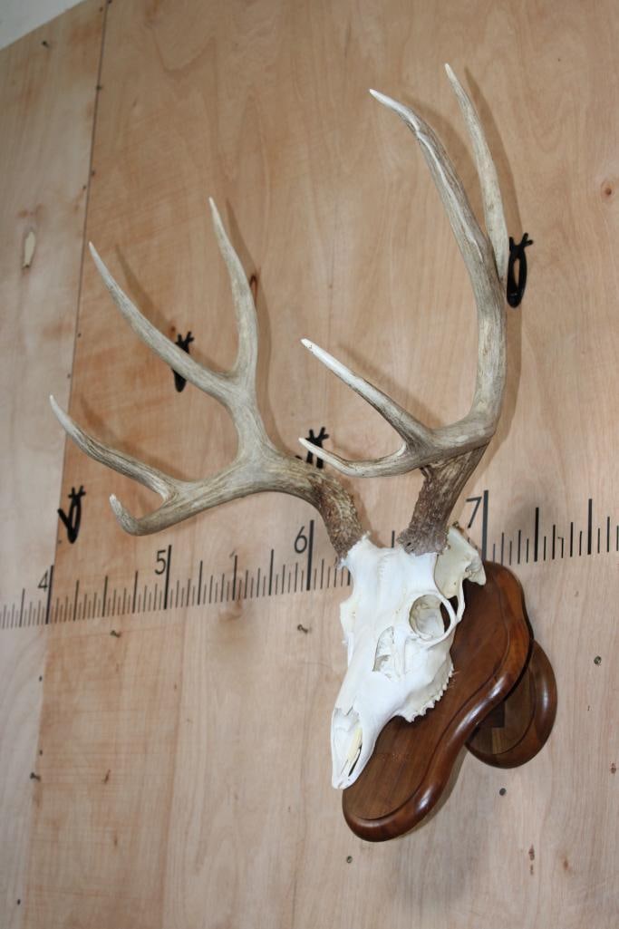 10-Point MULE DEER Skull on a Wood Wall Pedestal - 3