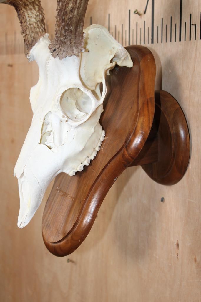 10-Point MULE DEER Skull on a Wood Wall Pedestal - 4