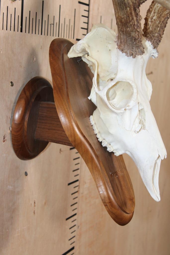 10-Point MULE DEER Skull on a Wood Wall Pedestal - 6