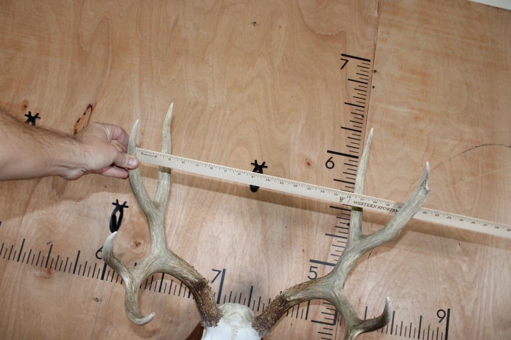 10-Point MULE DEER Skull on a Wood Wall Pedestal - 7