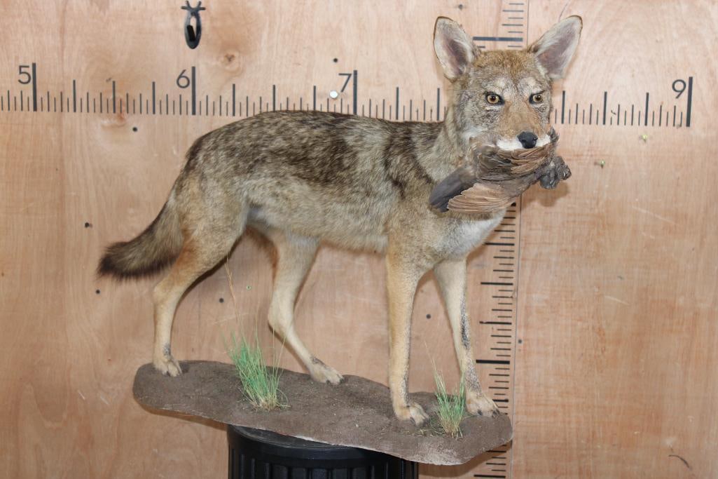 Life-sized COYOTE with a Bird in its Mouth on a Natural Base: Nice, Clean, and Newer Life-sized COYOTE. It has it's "kill" a Bird in his mouth, and is mounted on a natural looking Base. The Total Mount measures 37" Long x 17" Wide x 27" Tall and is in Good