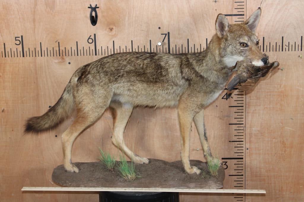 Life-sized COYOTE with a Bird in its Mouth on a Natural Base - 2