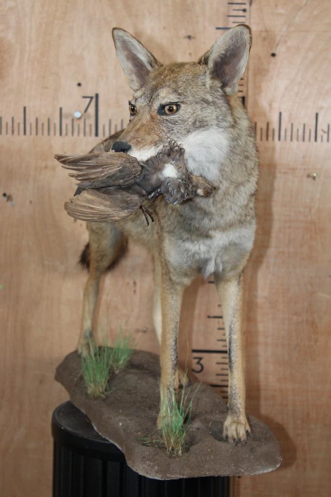 Life-sized COYOTE with a Bird in its Mouth on a Natural Base - 3