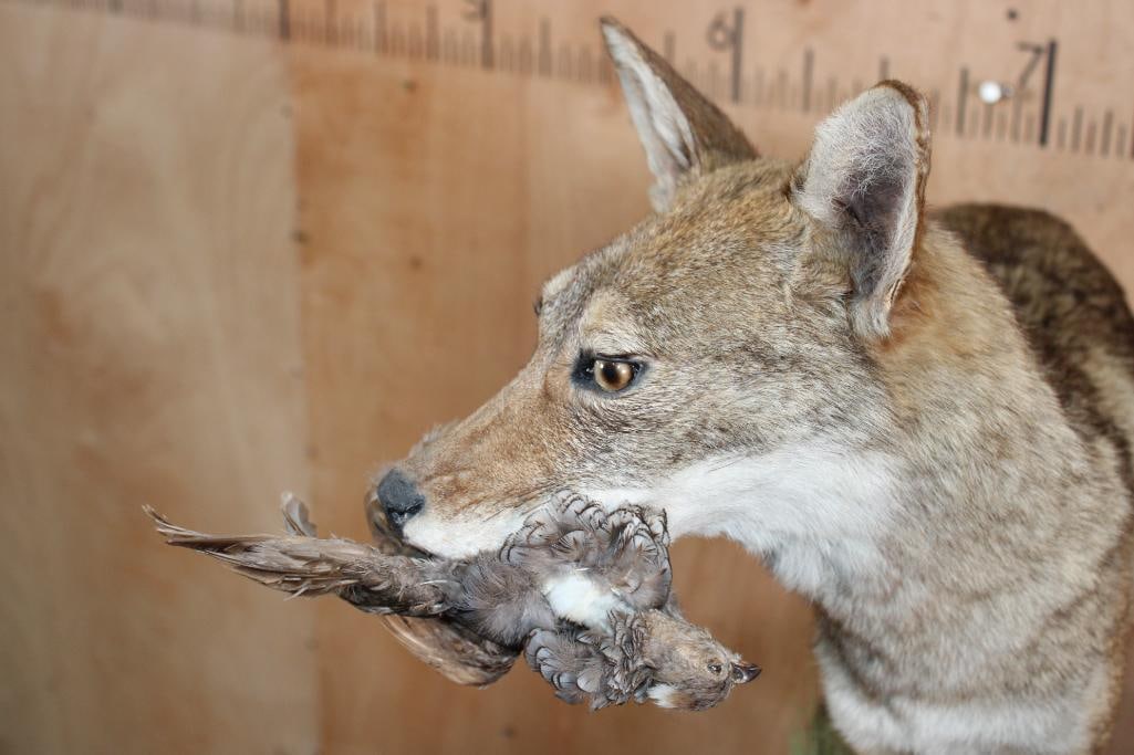 Life-sized COYOTE with a Bird in its Mouth on a Natural Base - 4