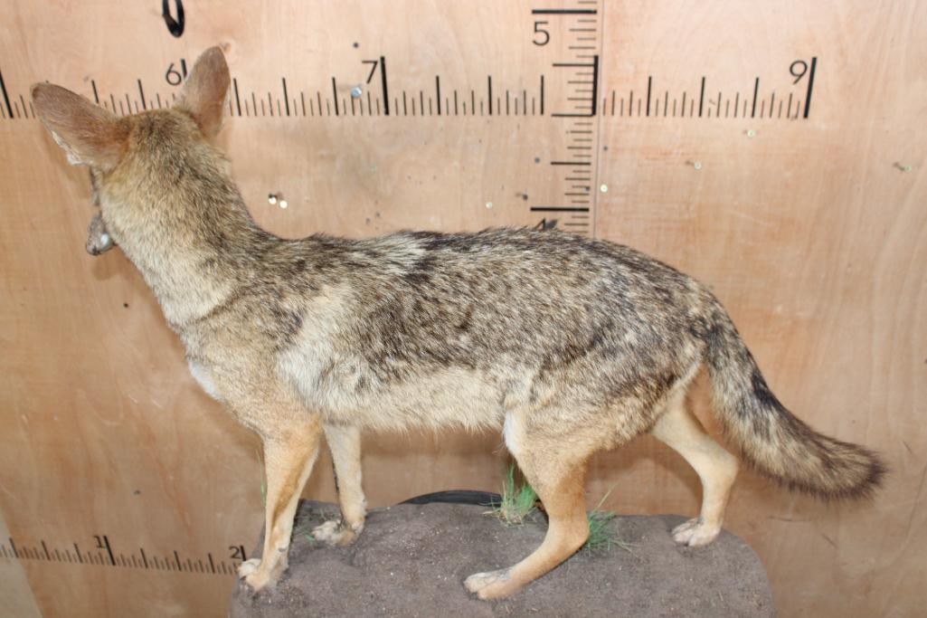 Life-sized COYOTE with a Bird in its Mouth on a Natural Base - 7