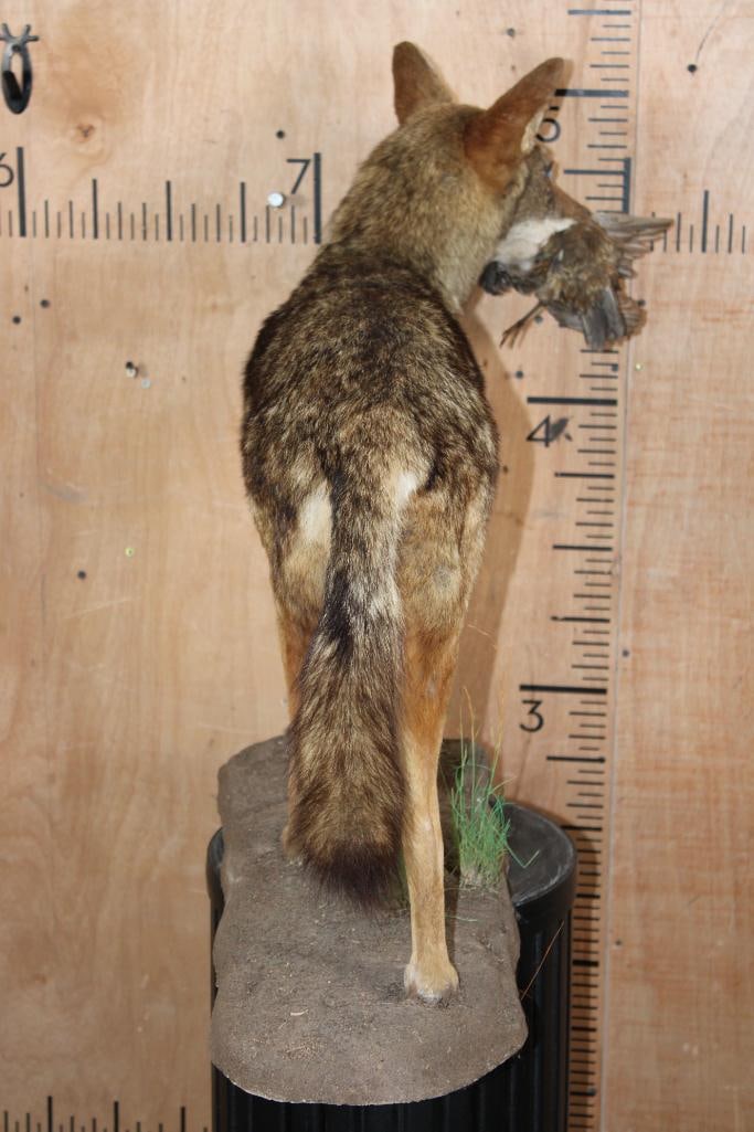 Life-sized COYOTE with a Bird in its Mouth on a Natural Base - 8