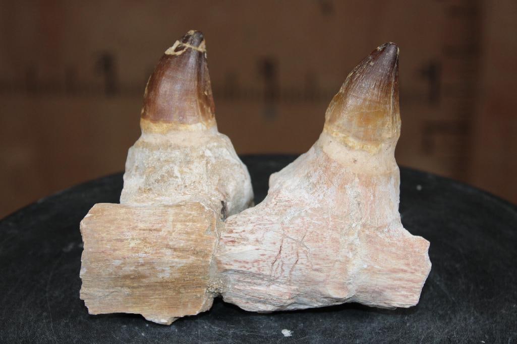 2 Huge Fossilized MOSASAUR Teeth Rooted in a Fossilized Jaw Section: 2 Huge Fossilized MOSASAUR Teeth Rooted in a Fossilized Jaw Section. The Teeth measure 2" Long each (from the corner to the tip). The Total Fossil measures 6" Long x 5" Tall x 2.5" Thick and Weighs 1.