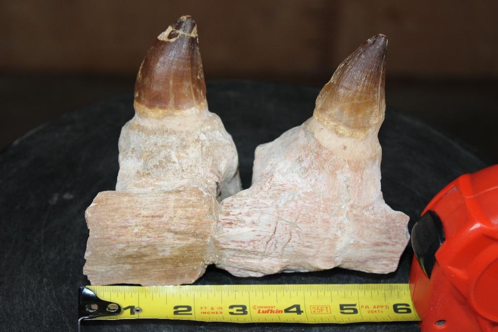2 Huge Fossilized MOSASAUR Teeth Rooted in a Fossilized Jaw Section - 2
