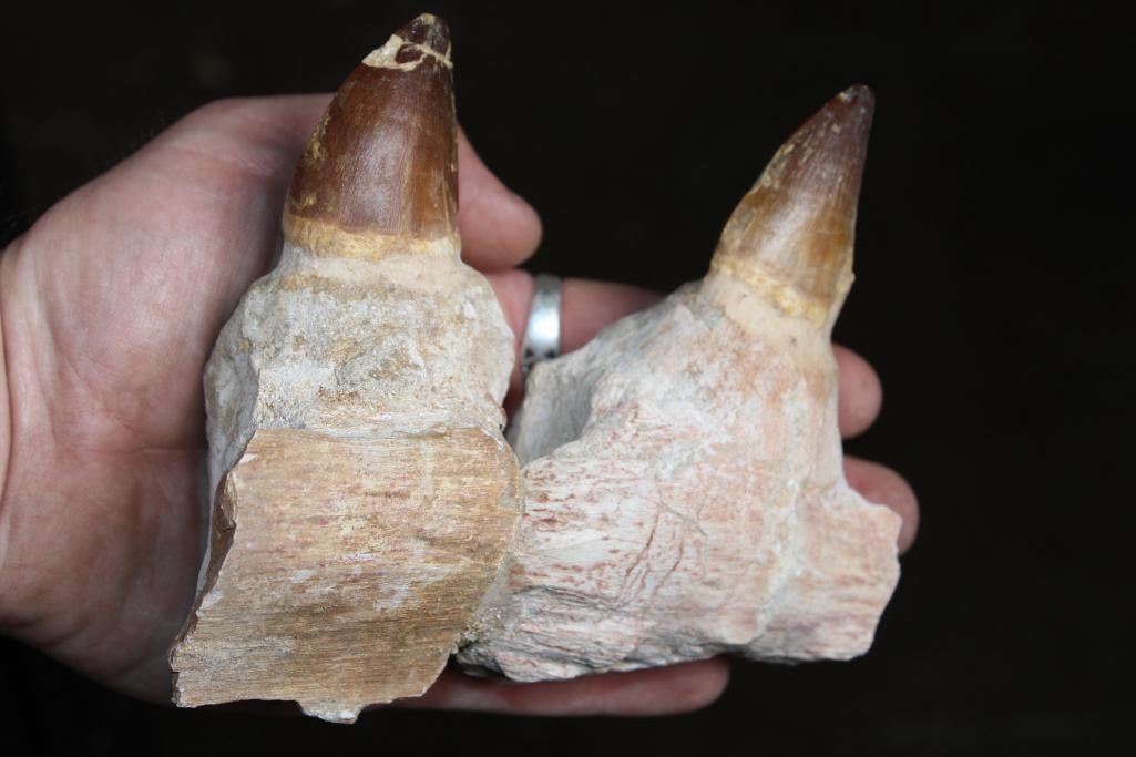 2 Huge Fossilized MOSASAUR Teeth Rooted in a Fossilized Jaw Section - 3