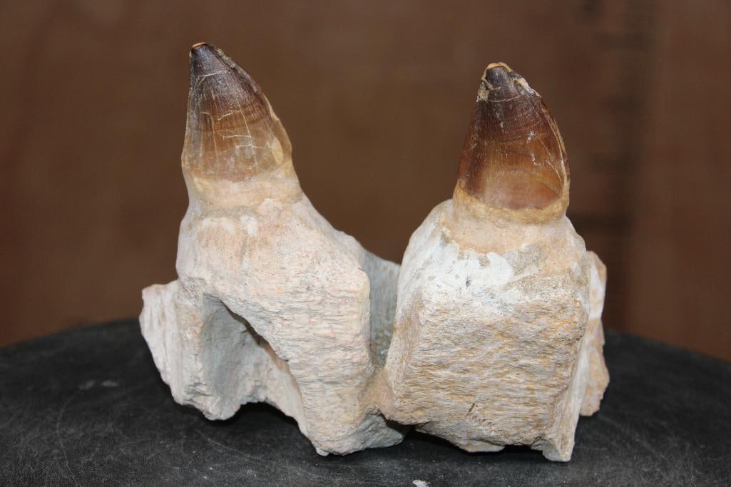 2 Huge Fossilized MOSASAUR Teeth Rooted in a Fossilized Jaw Section - 4