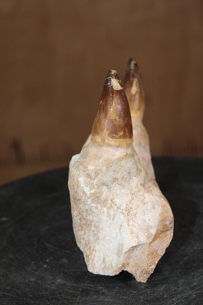 2 Huge Fossilized MOSASAUR Teeth Rooted in a Fossilized Jaw Section - 5