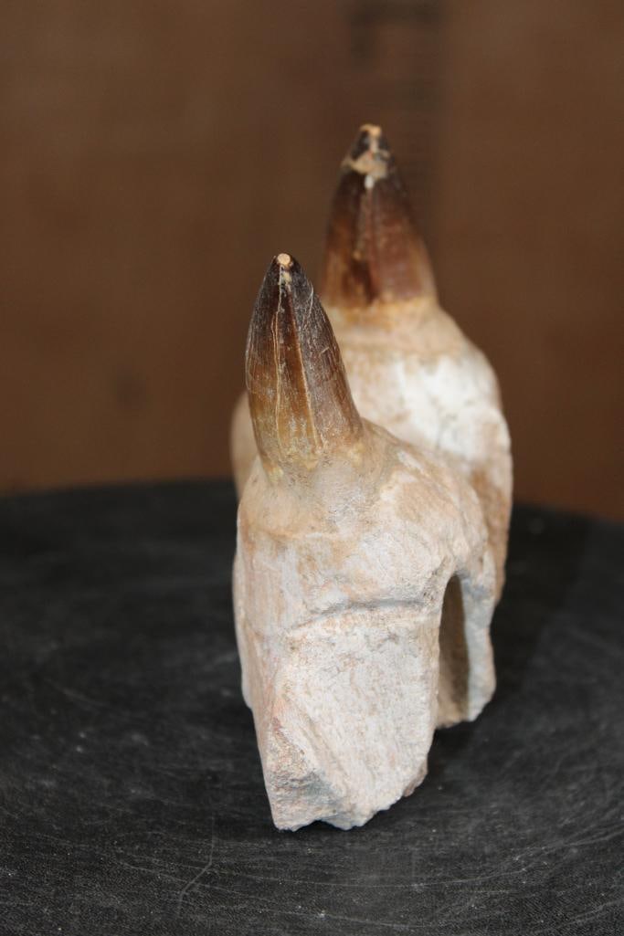 2 Huge Fossilized MOSASAUR Teeth Rooted in a Fossilized Jaw Section - 6