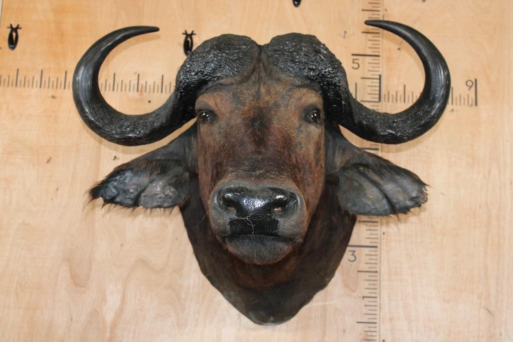 CAPE BUFFALO Shoulder Mount: CAPE BUFFALO Shoulder Mount with a 37" Spread. It has minor left ear damage, an easy repair. Otherwise, it is in Good Condition. TAXIDERMY 