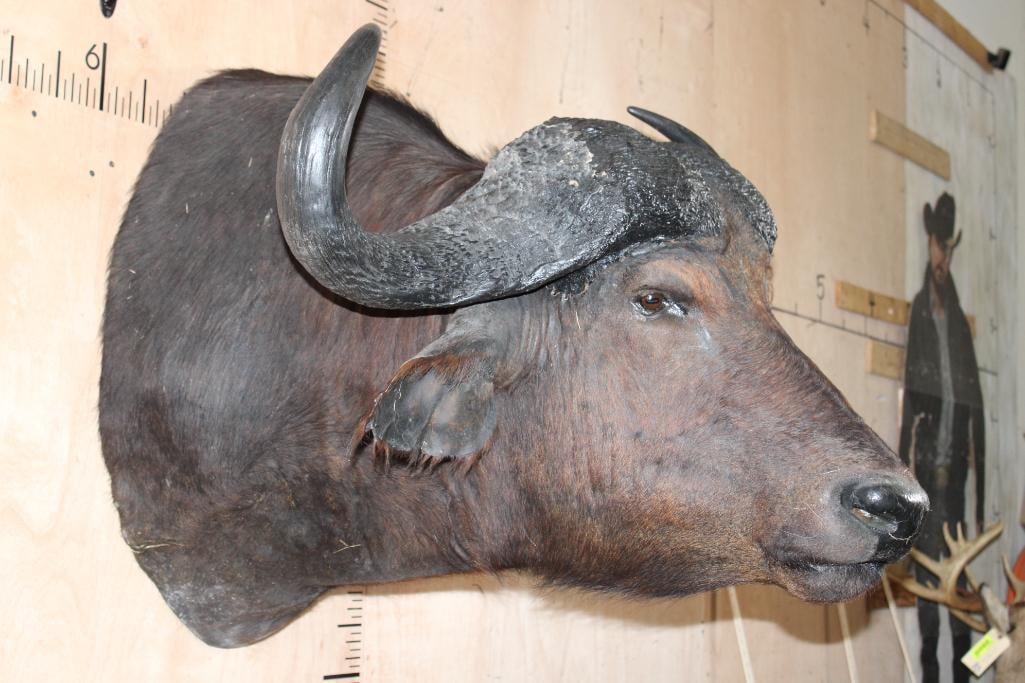 CAPE BUFFALO Shoulder Mount - 2