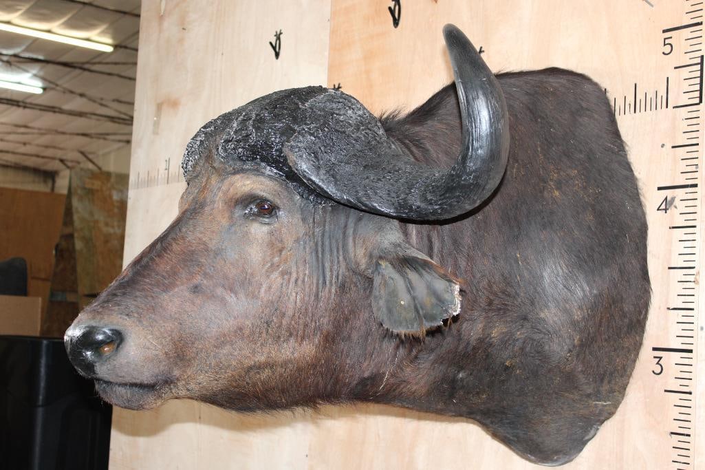 CAPE BUFFALO Shoulder Mount - 3