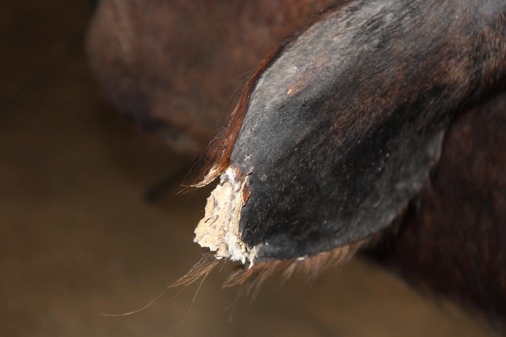 CAPE BUFFALO Shoulder Mount - 4