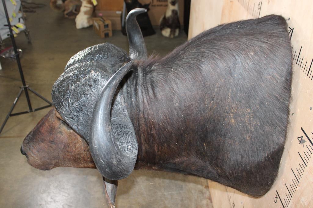 CAPE BUFFALO Shoulder Mount - 5