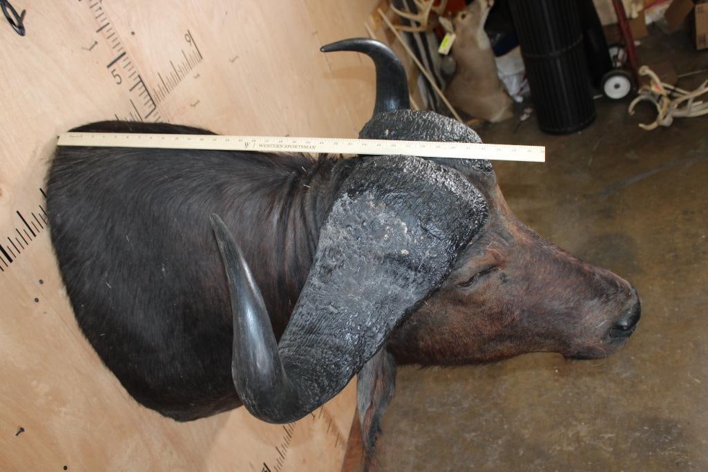 CAPE BUFFALO Shoulder Mount - 6