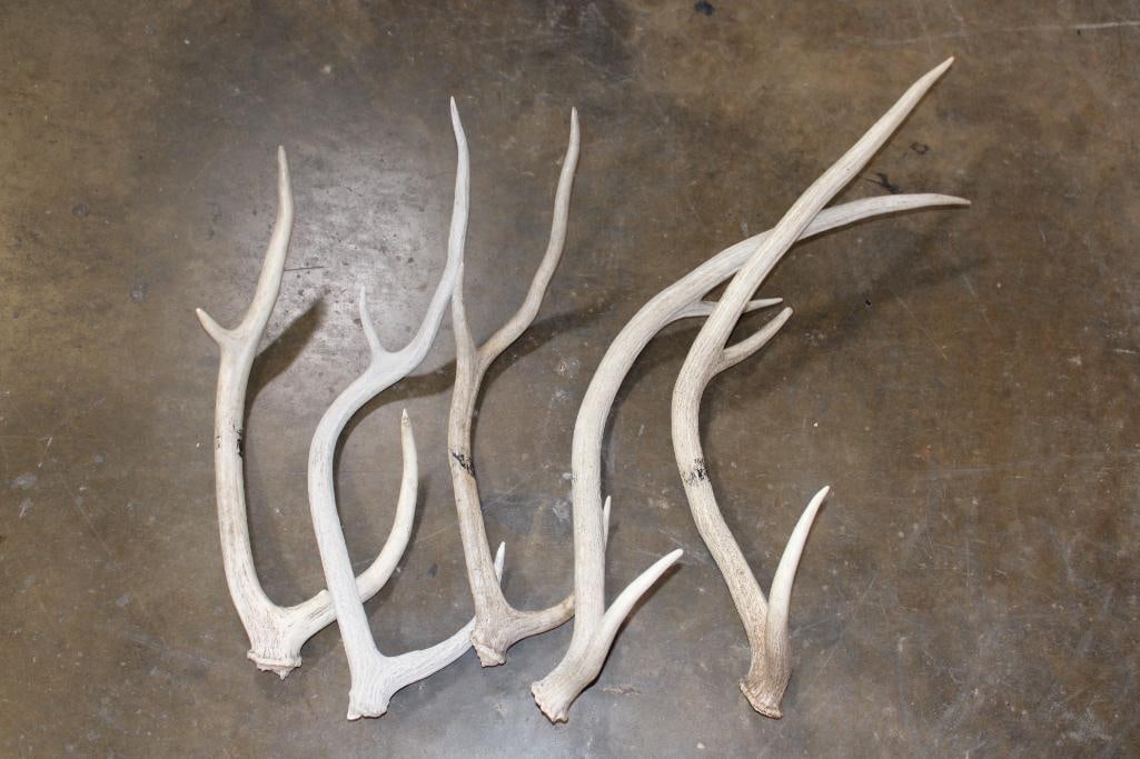 (5) AXIS DEER Antler Sheds: 5 Nice and Clean AXIS DEER Antler Sheds. TAXIDERMY 