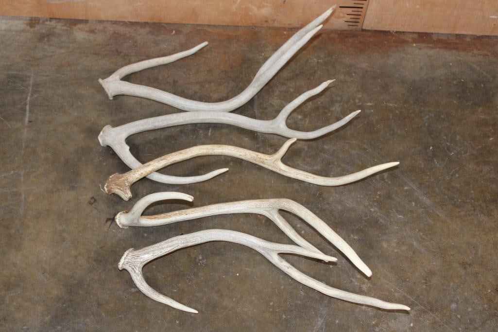 (5) AXIS DEER Antler Sheds - 4
