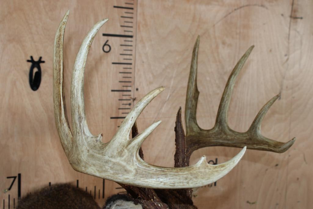 11-Point WHITETAIL DEER Shoulder Mount - 10