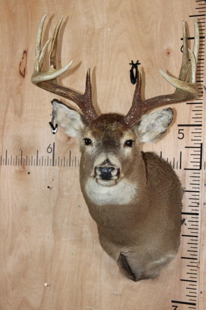 11-Point WHITETAIL DEER Shoulder Mount: Older 11-Point WHITETAIL DEER Shoulder Mount. It has a 19.75" Spread. The ears have had minor repairs, otherwise it is in Good Condition. TAXIDERMY 