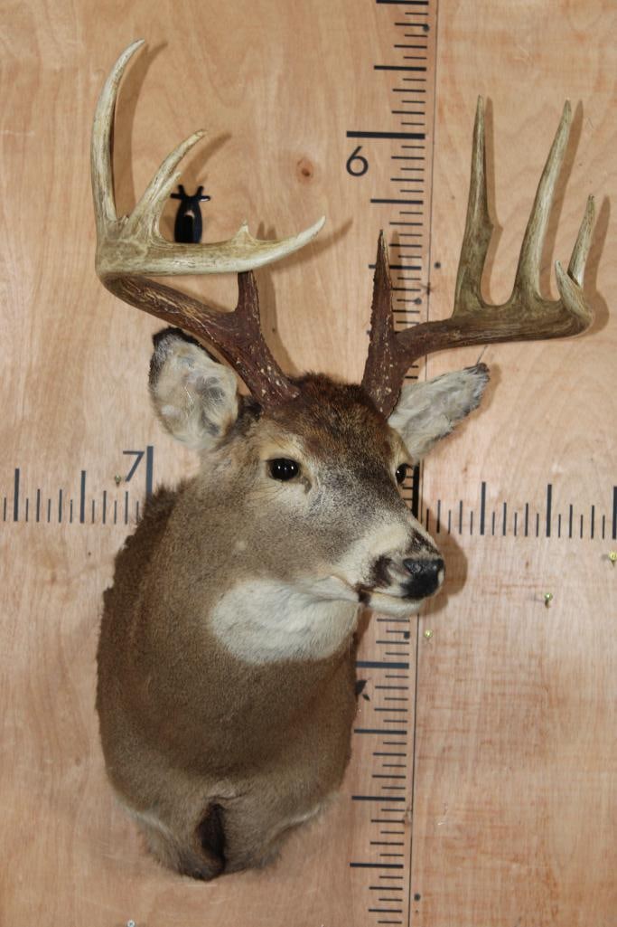 11-Point WHITETAIL DEER Shoulder Mount - 2