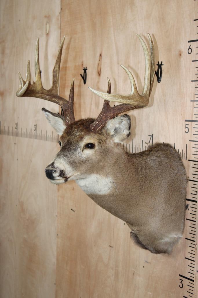 11-Point WHITETAIL DEER Shoulder Mount - 4