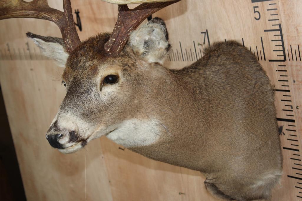 11-Point WHITETAIL DEER Shoulder Mount - 5