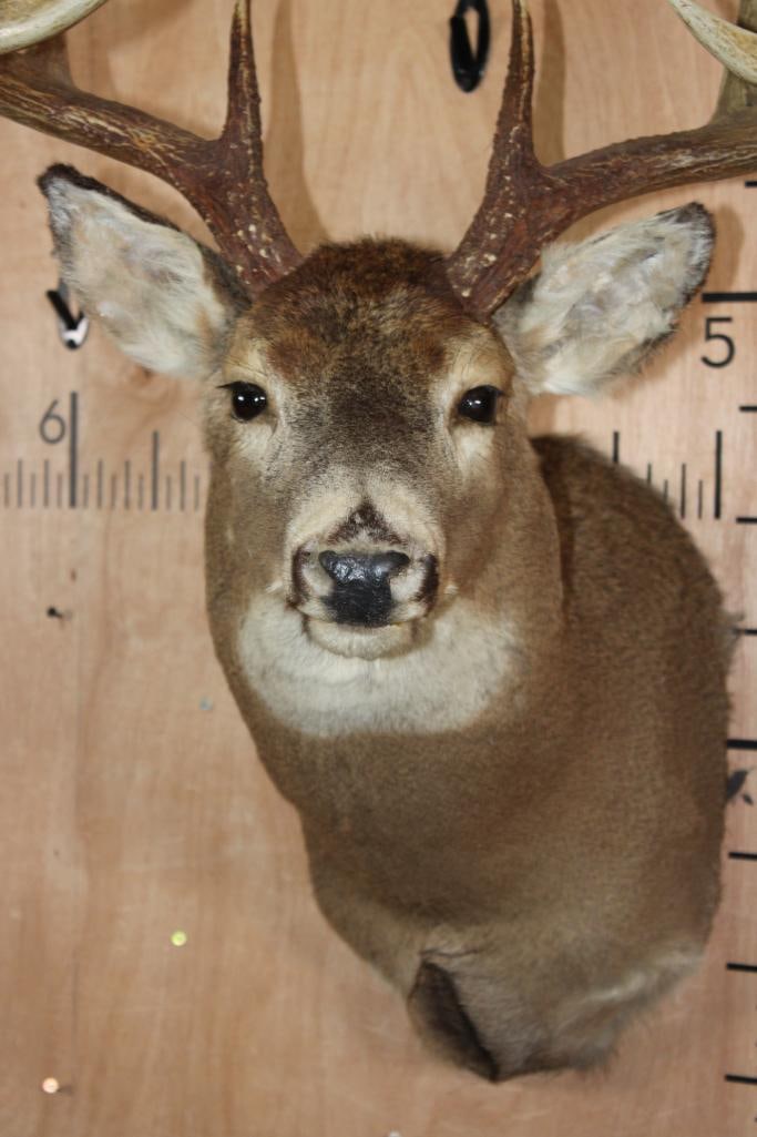 11-Point WHITETAIL DEER Shoulder Mount - 6