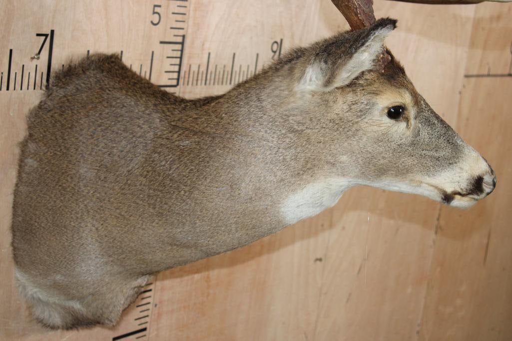 11-Point WHITETAIL DEER Shoulder Mount - 7