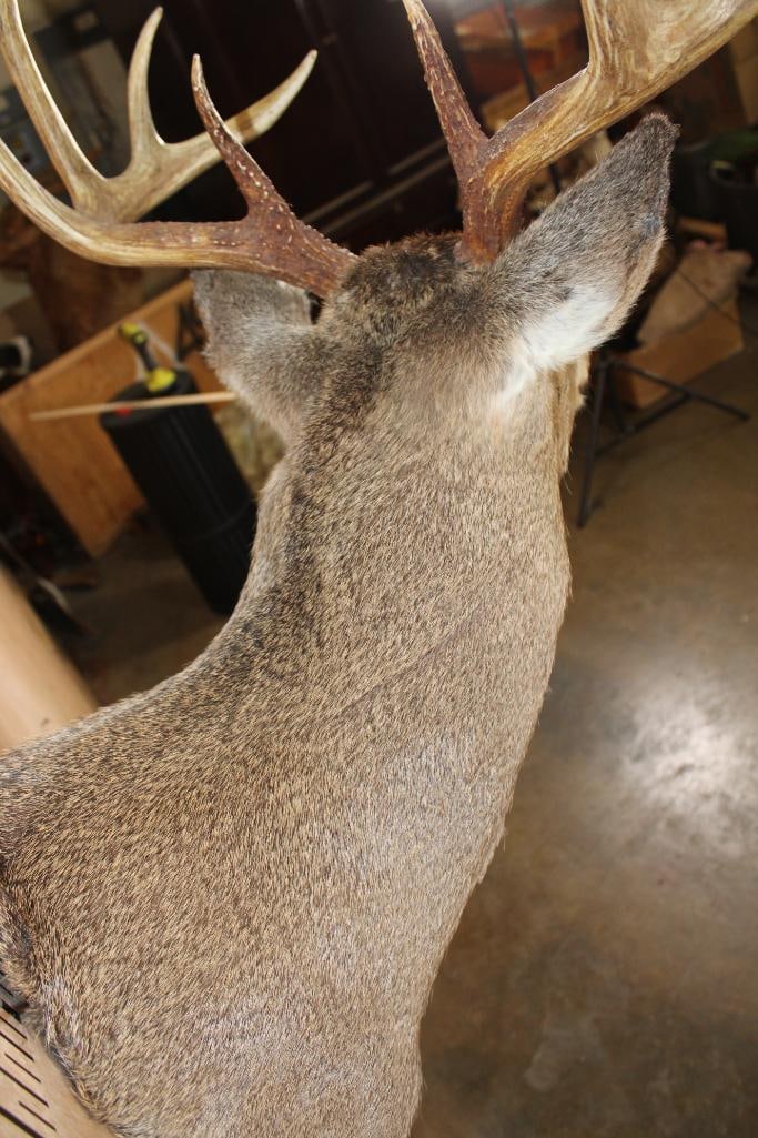 11-Point WHITETAIL DEER Shoulder Mount - 8