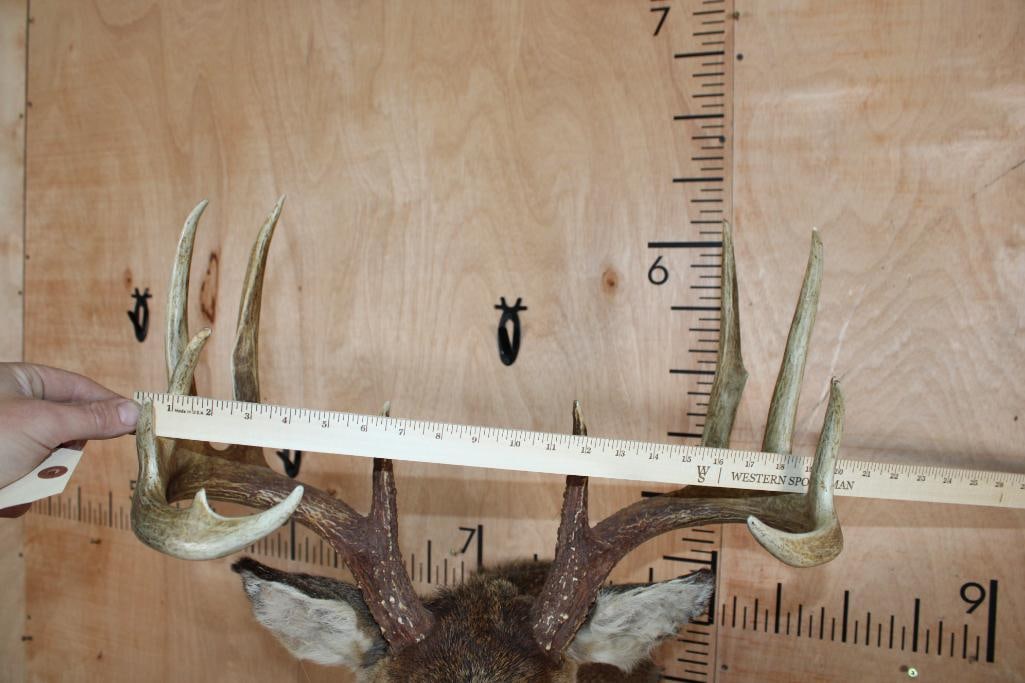 11-Point WHITETAIL DEER Shoulder Mount - 9