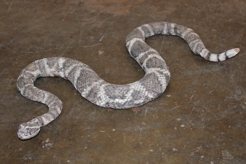 Reproduction RATTLESNAKE Mount: Reproduction RATTLESNAKE Mount. It measures approximately 18" Long (in a straight line from the head to the tail). TAXIDERMY SNAKES 