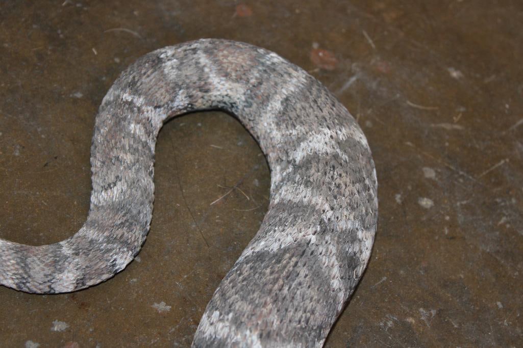 Reproduction RATTLESNAKE Mount - 4